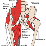 Don’t Forget about the Psoas: Why Hip Flexion is Necessary
