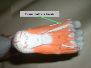 flexorhallucisbrevis